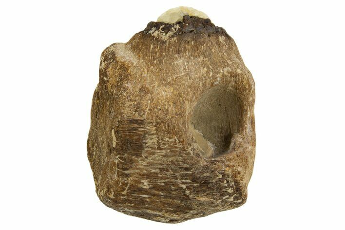 Fossil Mosasaur Jaw Section - Texas #316353